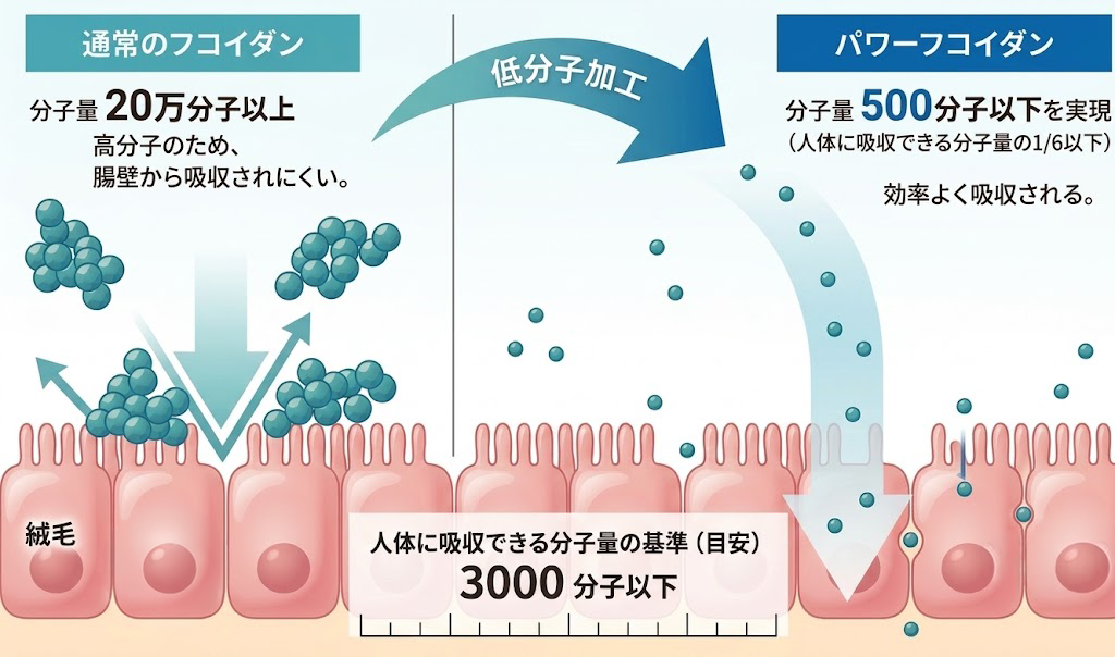 通常フコイダン（分子量20万以上）とパワーフコイダン（500分子以下）の比較図